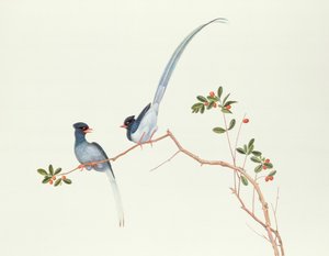 Pegas azuis-de-bico-vermelho, em um ramo com bagas vermelhas, período de Ch&39;ien-pulmão (1736-96) (cor no papel)